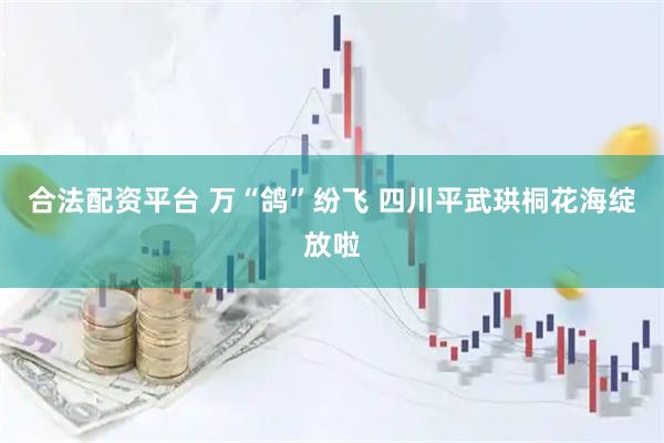 合法配资平台 万“鸽”纷飞 四川平武珙桐花海绽放啦